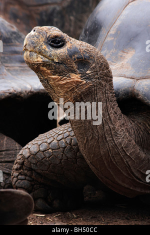 Le Galapagos tartarughe giganti Geochelone spp Foto Stock