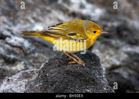 Trillo giallo (Dendroica petechia aureola) appollaiato sulla roccia a Puerto Egas, isola di Santiago. Foto Stock