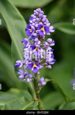 Blue Ginger, Blue-Ginger o zenzero brasiliano, Dichorisandra thyrsiflora, Commelinaceae, tropicali del Sud America Foto Stock