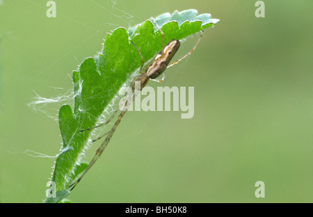 Close-up di una lunga crociera zampe (Tetragnatha extensa) nella sua tipica posizione di riposo sul lato inferiore di una foglia. Foto Stock