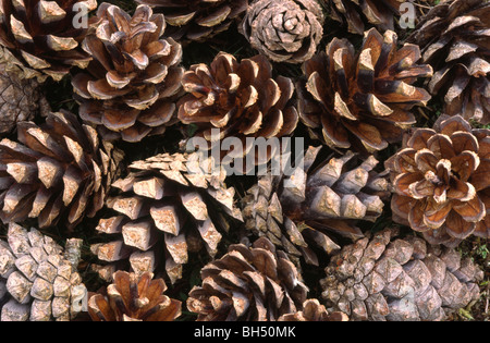 Abstract di una massa di matura di pino silvestre coni (Pinus sylvestris) littering in una foresta di pini piano. Foto Stock