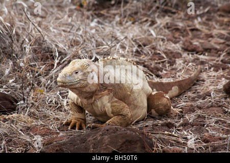 Santa Fe land iguana (Conolophus pallidus) strisciando lungo il terreno all'Isola di Santa Fe. Foto Stock