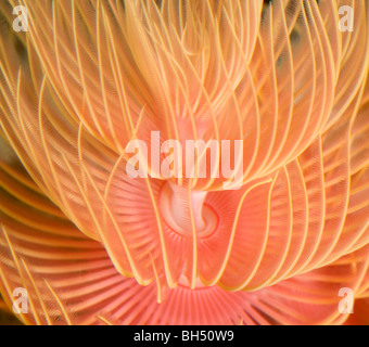 Close-up abstract di un rosa feather duster verme in un acquario. Foto Stock