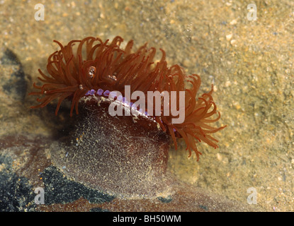 Close-up di un anemone beadlet (Actinia equina) attaccato ad una roccia in una piscina di roccia. Foto Stock