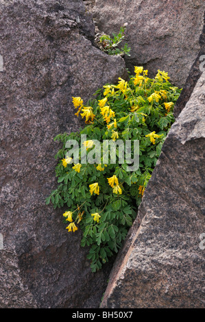 Giallo (corydalis Corydalis lutea syn. pseudofumaria lutea) Foto Stock