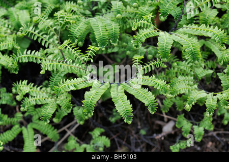 Northern felce capelvenere (Adiantum pedatum var. aleuticum) Foto Stock