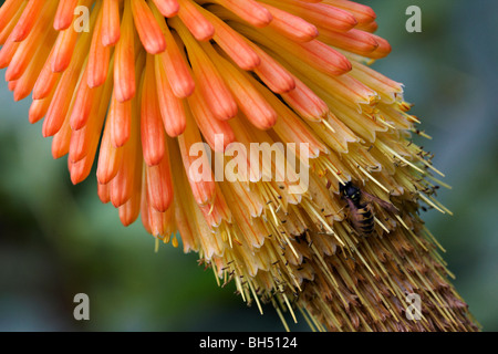 Il tedesco wasp (Vespula germanica) alimentazione su Rrd poker calda (Kniphofia) in estate. Foto Stock
