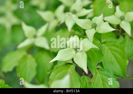 Il cinese sanguinello (Cornus kousa var. chinensis) Foto Stock