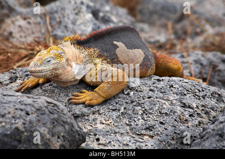 Land iguana (Conolophus subcristatus) strisciando sulle rocce a sud Plaza isolotto. Foto Stock