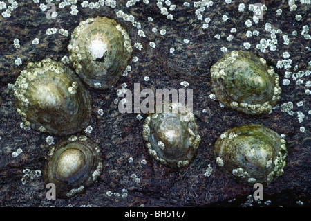 Close-up di un gruppo di comuni patelle (Patella vulgata) saldamente attaccato ad una roccia con la bassa marea. Foto Stock