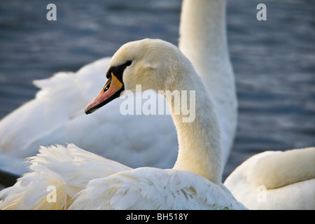 Cigno (Cygnus olor) sul Fiume Crouch a South Woodham Ferrers. Foto Stock