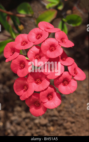 Close-up della corona di spine fiori (Euphorbia milli splendens) cresce nei Giardini Botanici di Funchal. Foto Stock