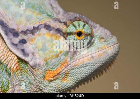 Yemen o velati chamaeleon o chameleon (Chamaeleo calyptratus) close-up di testa. Foto Stock