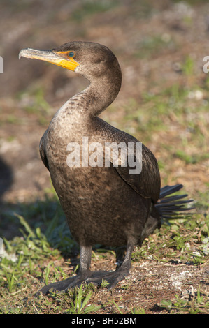 Immaturo double-crested cormorano (Phalacrocorax auritus) a Everglades. Foto Stock