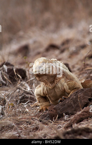 Santa Fe land iguana (Conolophus pallidus) all'Isola di Santa Fe. Foto Stock