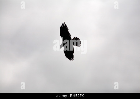 Le Galapagos hawk (Buteo galapagoensis) in volo a Punta Suarez, all'Isola Espanola. Foto Stock