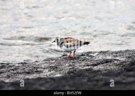 Voltapietre (Arenaria interpres) dal mare a Puerto Egas, isola di Santiago, Galapagos, Ecuador Foto Stock