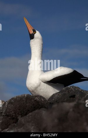 Nazca booby (Sula granti) di corteggiamento a Punta Suarez, all'Isola Espanola. Foto Stock