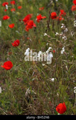 Settori di Comune di papavero (Papaver rhoeas), selvatici (mignonette Reseda lutea) e bianco campion (Silene alba) in maggio. Foto Stock