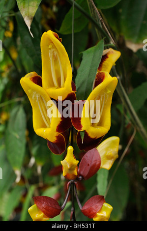 Orologio indiano di vite (thunbergia mysorensis) Foto Stock