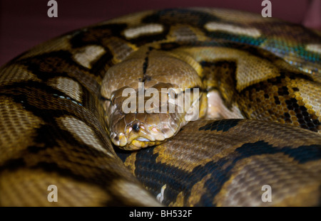 Foto,ambiente naturale,,natura,rettili,rettile,un animale,nessuno,serpenti, snake,Giallo Anaconda,animale adulto,animale maschio Foto Stock