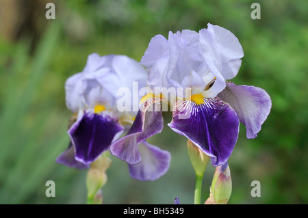 Tall barbuto (iris iris barbata elatior 'lotario') Foto Stock