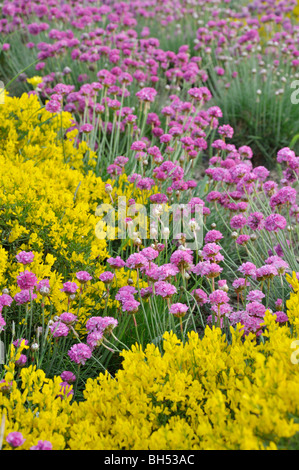 La parsimonia (armeria maritima) e lydia ginestra (genista lydia) Foto Stock