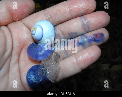 Violetta Bubble Shell (Janthina janthina) lavato fino sulla spiaggia rendono indigo macchie su le mie dita Foto Stock