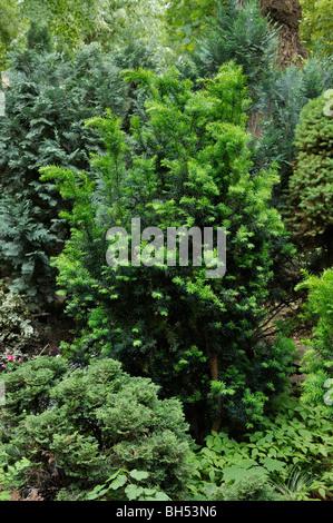 Common yew (Taxus baccata) Foto Stock