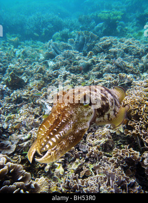 Broadclub Seppie (Sepia latimanus), Komodo parco marino, Indonesia Foto Stock