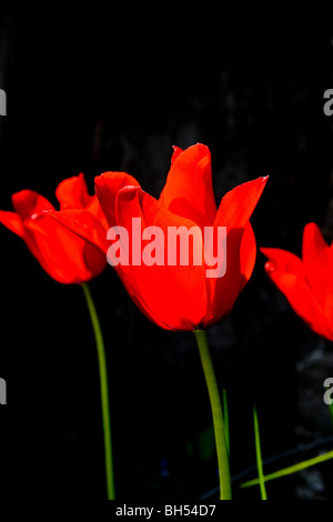 Tre tulipani rossi contro uno sfondo scuro Foto Stock