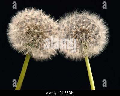 Toccando due teste di dente di leone Foto Stock