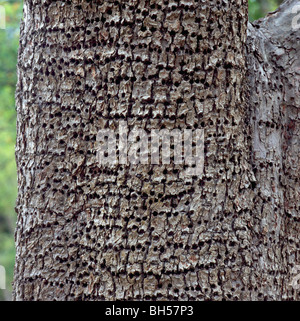 Picchio danni ad albero - piccoli fori trapanati nella pera tronco di albero e la corteccia da Yellow-Bellied Sapsucker (Sphyrapicus varius) Bird Foto Stock