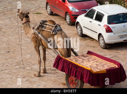 Un cammello pronto a prendere i turisti in un safari nel deserto con un carrello. Questo è nello stato del Rajasthan in India. Foto Stock