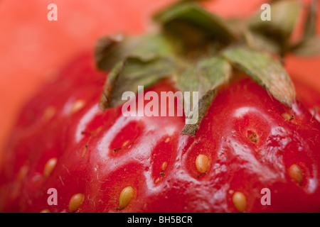 Macro estremo colpo di una fragola. Semi individuali può essere visto. Foto Stock