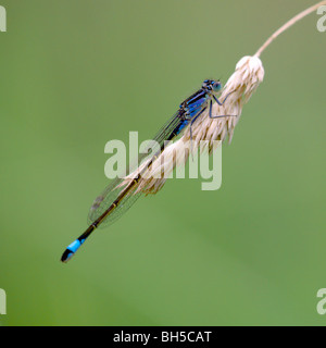 Un comune Damselfly blu (Enallagma cyathigerum) in appoggio su una paletta di erba Foto Stock