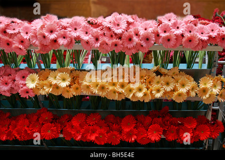 Righe di Gerber margherite in una serra, nursery Foto Stock