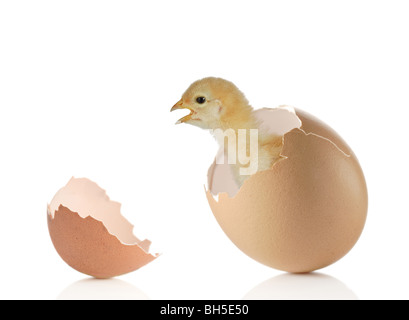 Baby Chicken e gusci di uova rotti Foto Stock