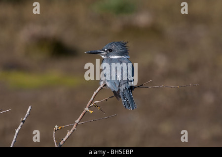 Belted Kingfisher Megaceryle alcyon appollaiato sul ramo di piccole dimensioni che si affaccia estuario in francese Creek Isola di Vancouver BC nel mese di settembre Foto Stock