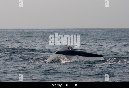 La balenottera azzurra scandaglio, sollevamento di coda Balaenoptera musculus brevicauda - arriva alla superficie dell'Oceano Indiano, disattivare Sri Lanka asia. Foto Stock