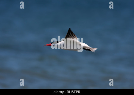 Caspian Tern Hydroprogne caspia in volo lungo il litorale a Rathtrevor Beach Parksville Isola di Vancouver BC Canada nel Maggio Foto Stock