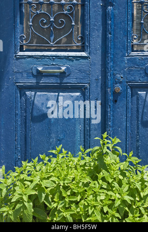 Mint crescente nei confronti di un vecchio blu porta in Grecia Foto Stock