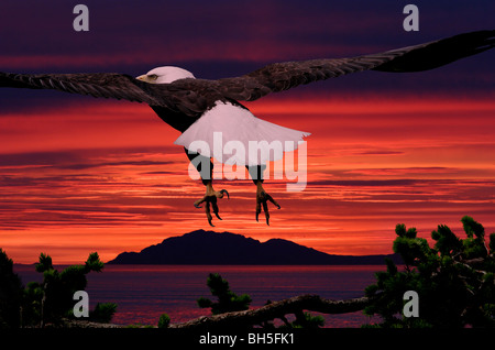 Aquila calva Haliaeetus leucocephalus appena tolto dalla cima di un albero con una fiammante tramonto sullo sfondo Foto Stock