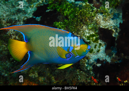 La regina dei Caraibi Angelfish nuoto su una scogliera di corallo Foto Stock