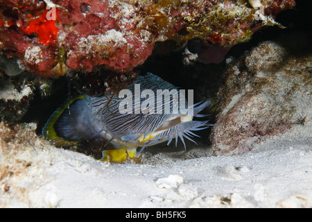 Splendida toadfish spiata dal suo nido all'interno di una barriera corallina parete Foto Stock