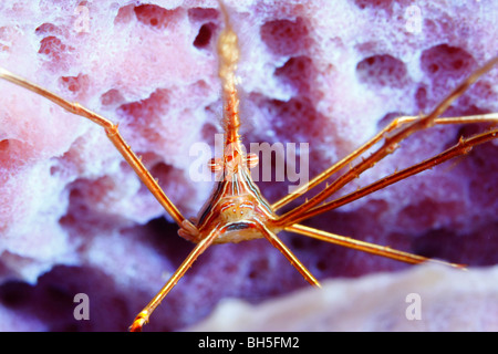 Yellowline arrowhead crab emergente dal vivacemente colorato viola spugna del mare Foto Stock