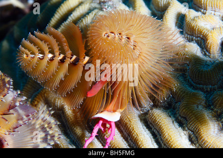 Albero di natale worm attaccato ad una superficie del cervello polipi di corallo, che mostra la doppia struttura a spirale con simili a piume appendici Foto Stock