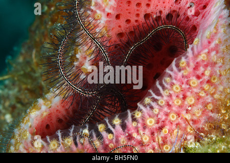 Striping stella fragile su una rosa di Coperta di spugna con giallo animali parassiti zoanthids Foto Stock