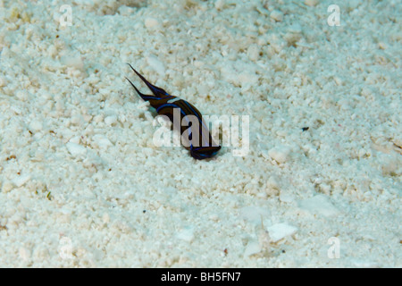 Un minuscolo nudibranch su un luminoso di sabbia bianca oceanici Foto Stock