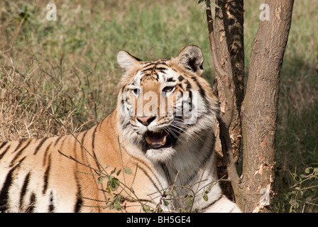 Royal tigre del Bengala a riposo all'interno del giardino zoologico di Delhi. La tigre è in appoggio contro un albero, ma altrimenti pienamente consapevole e vigile Foto Stock